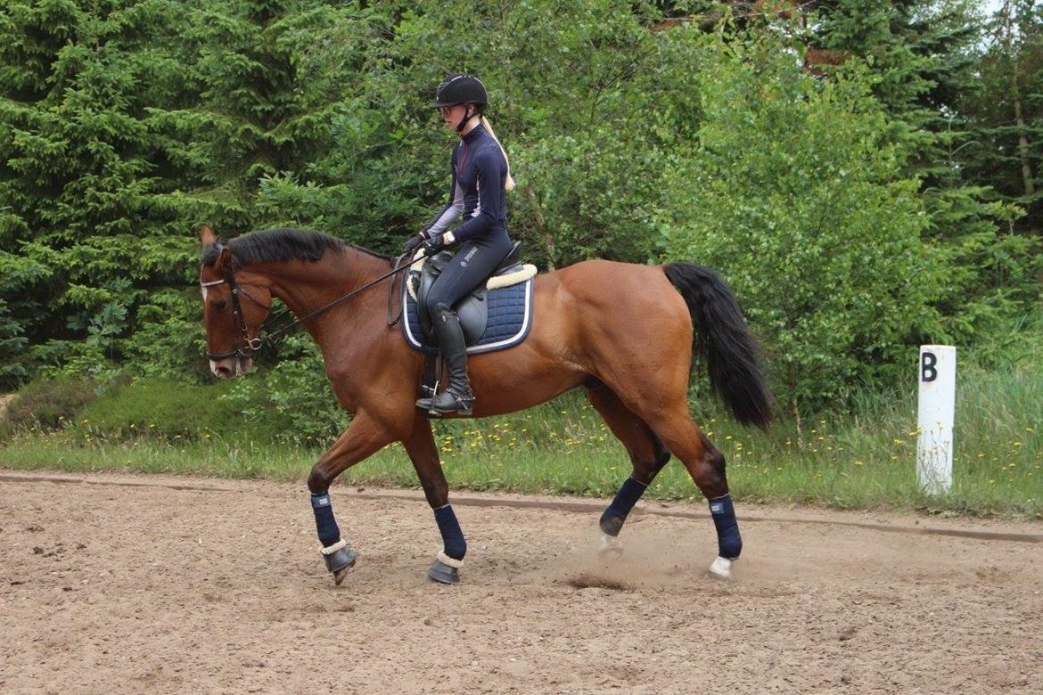 Dansk Varmblod Lotus royal - 2016 billede 10