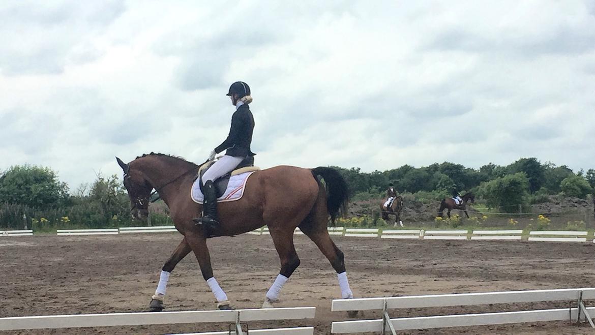 Dansk Varmblod Lotus royal - 2016 billede 11