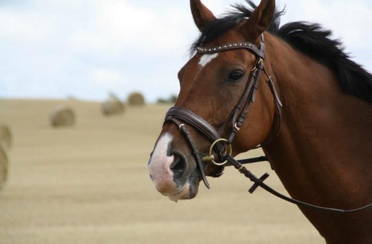 Dansk Varmblod Lotus royal billede 1