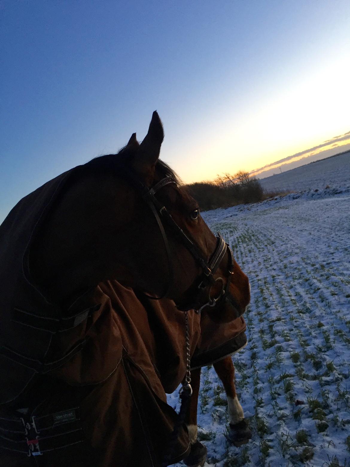 Dansk Varmblod Lotus royal billede 12