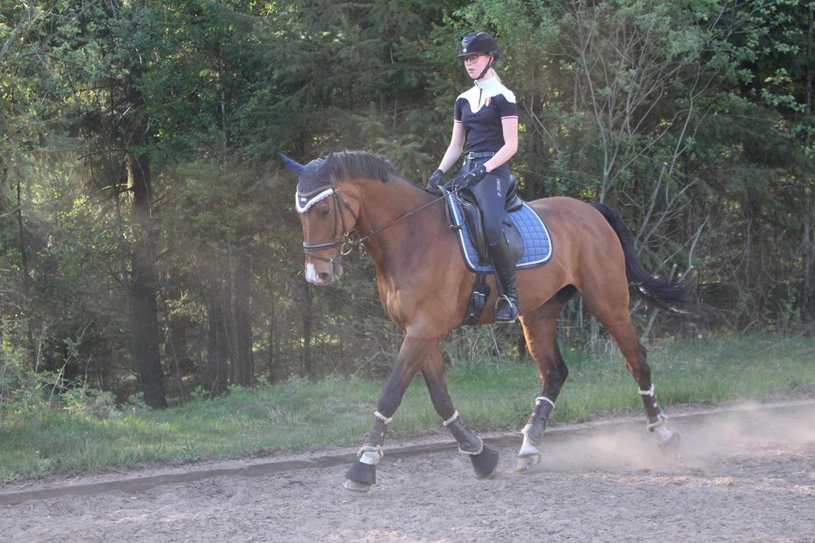 Dansk Varmblod Lotus royal - 2016 billede 6