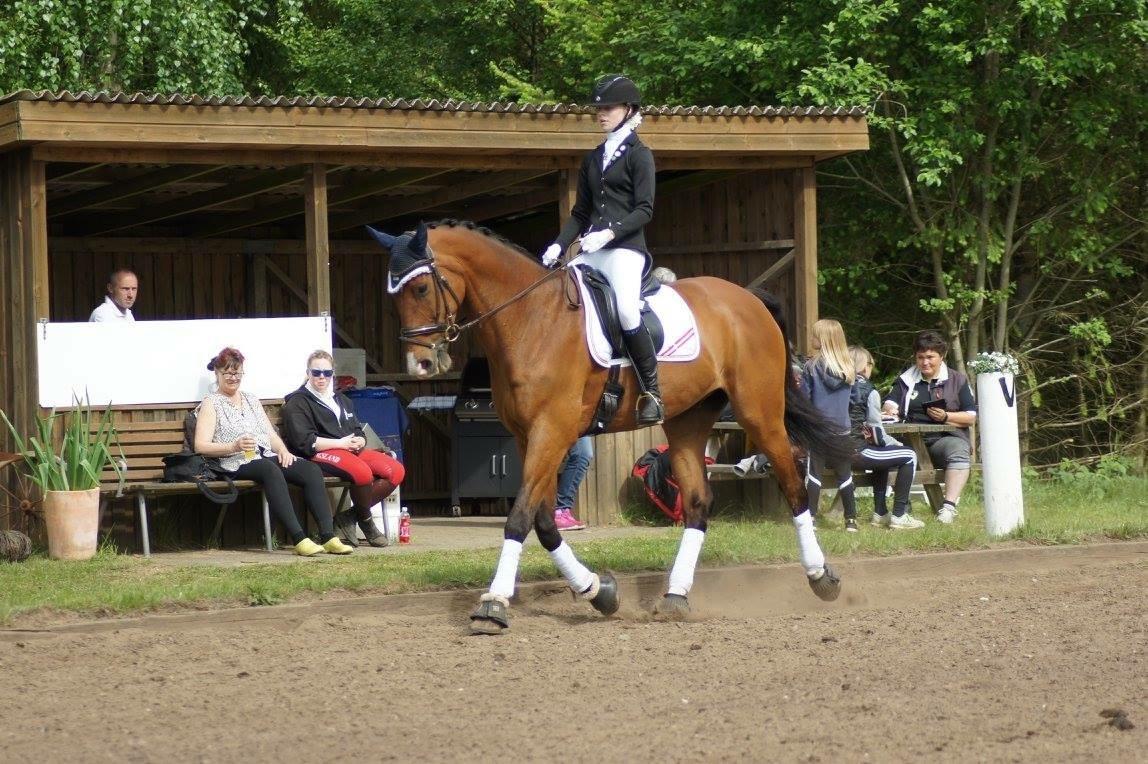 Dansk Varmblod Lotus royal - 2016 billede 13