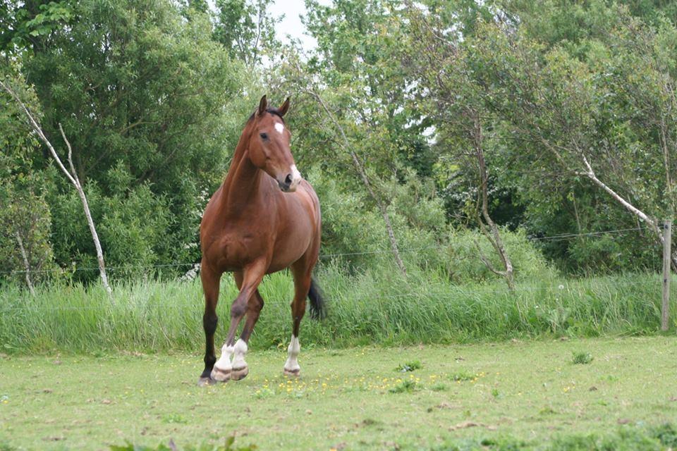 Dansk Varmblod Lotus royal billede 18