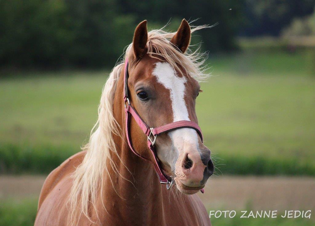 Welsh Cob (sec D) Frenderupgårds june billede 12