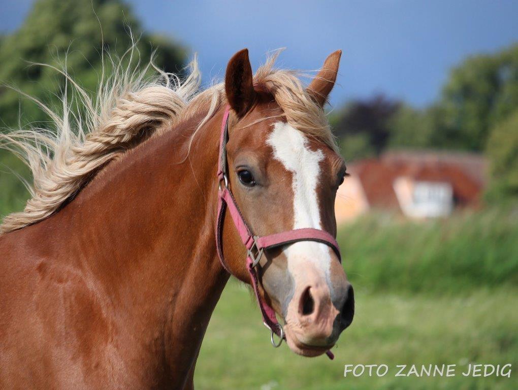 Welsh Cob (sec D) Frenderupgårds june billede 14