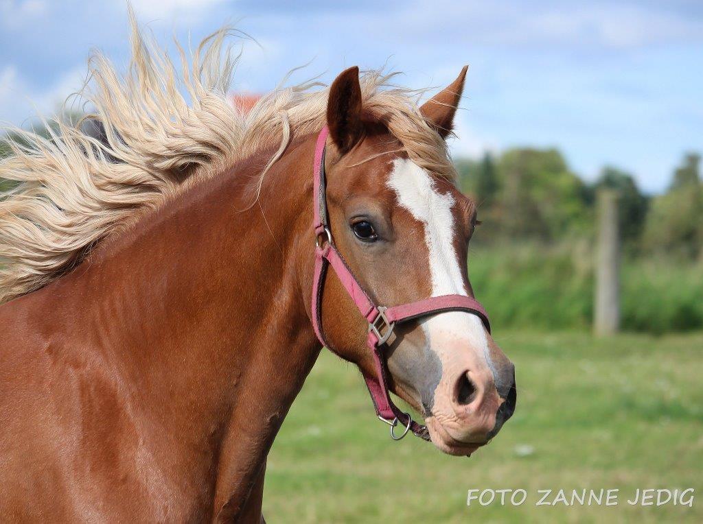 Welsh Cob (sec D) Frenderupgårds june billede 15
