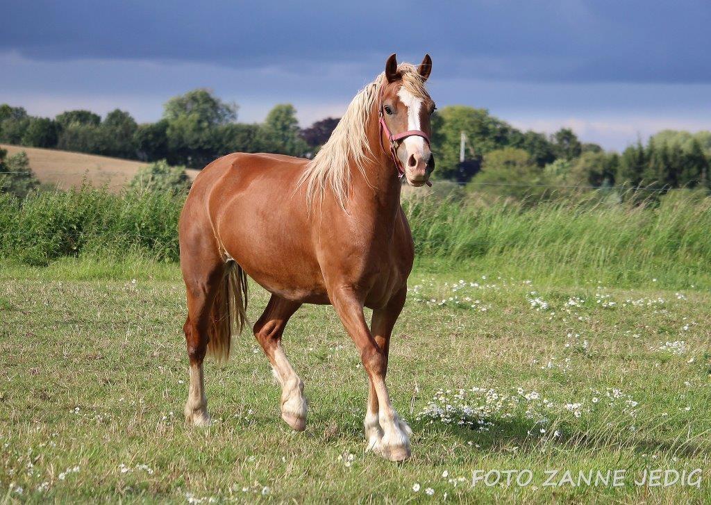 Welsh Cob (sec D) Frenderupgårds june billede 16