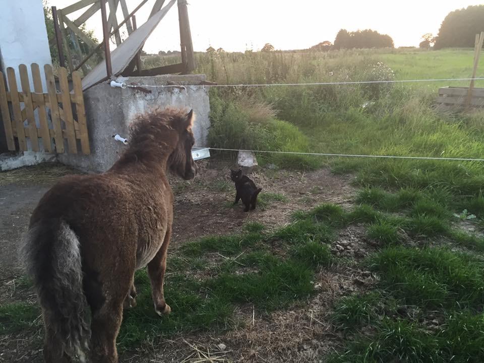 Shetlænder Annagaard Unesco billede 16