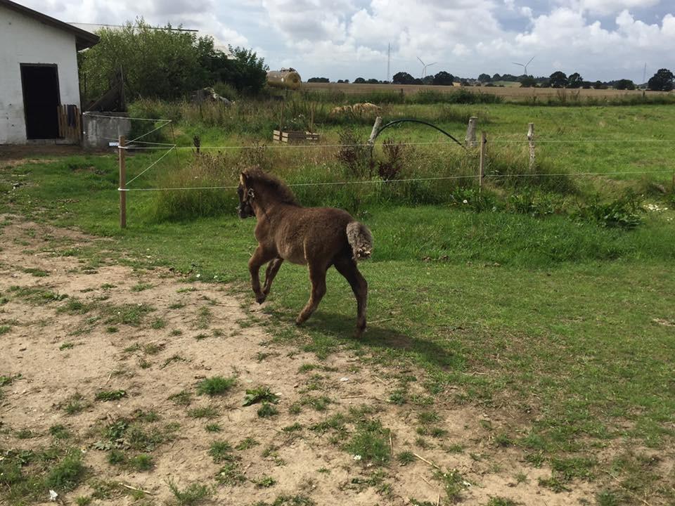 Shetlænder Annagaard Unesco billede 17