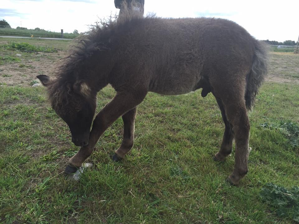 Shetlænder Annagaard Unesco billede 15