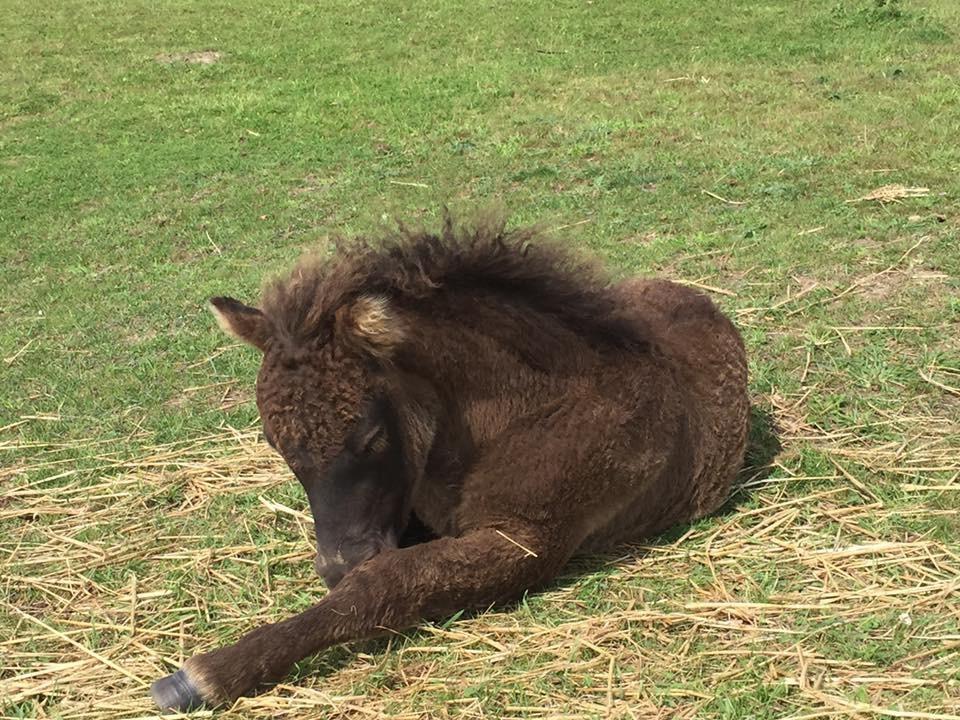 Shetlænder Annagaard Unesco billede 18