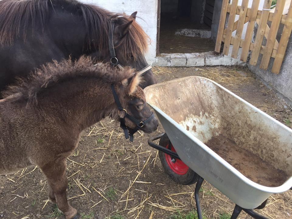 Shetlænder Annagaard Unesco billede 19