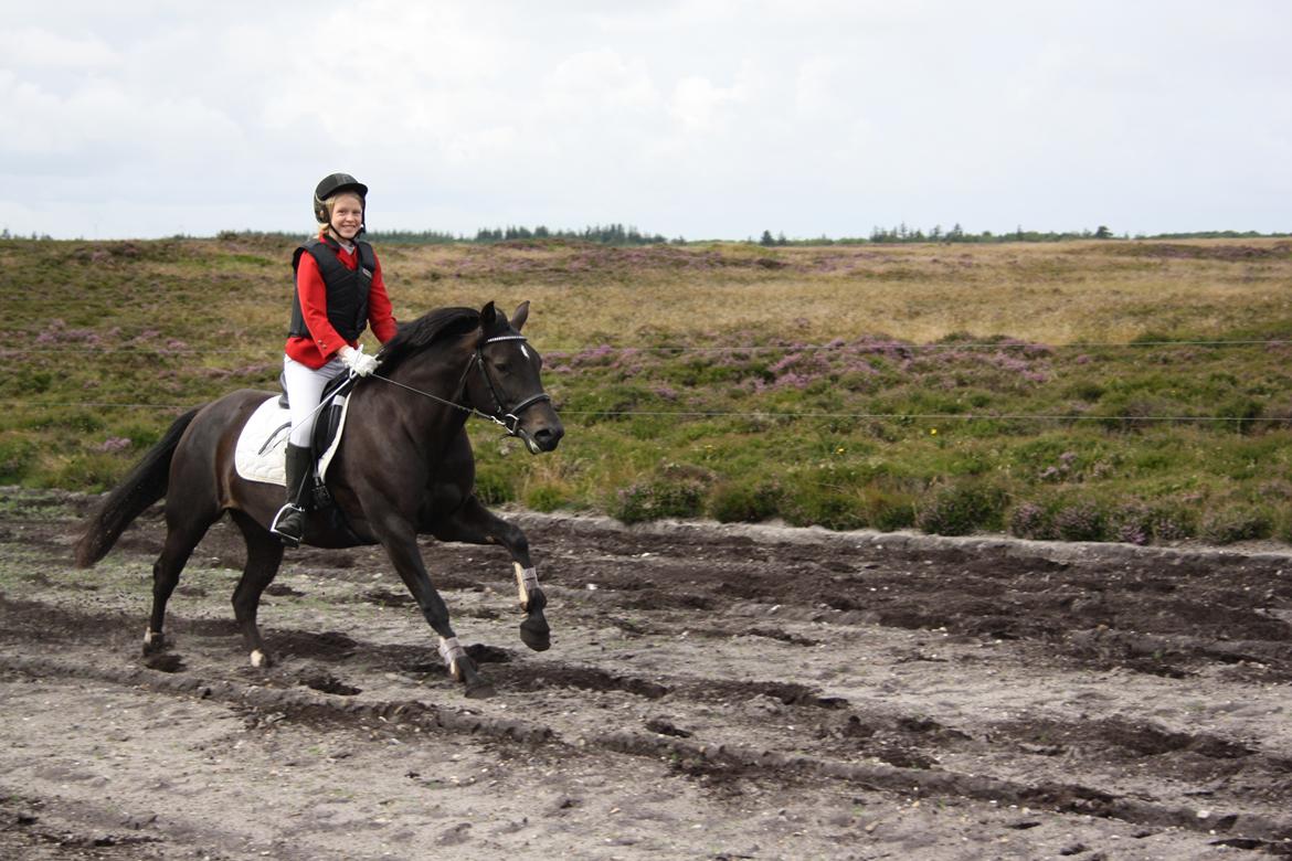 New Forest Elmholts Desiré - 14/8 2016: Første jagt billede 11