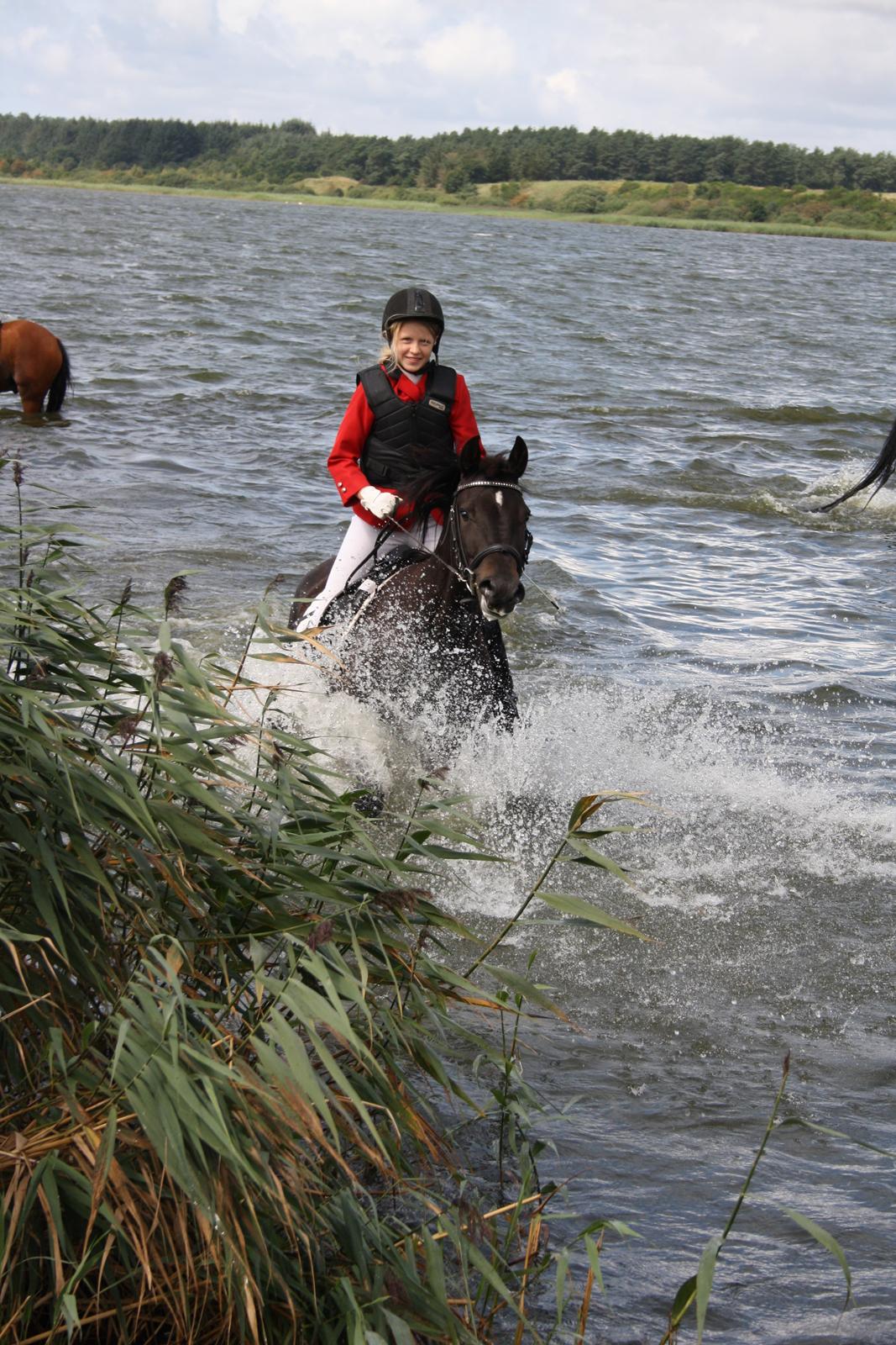 New Forest Elmholts Desiré - 14/8: Første jagt billede 12