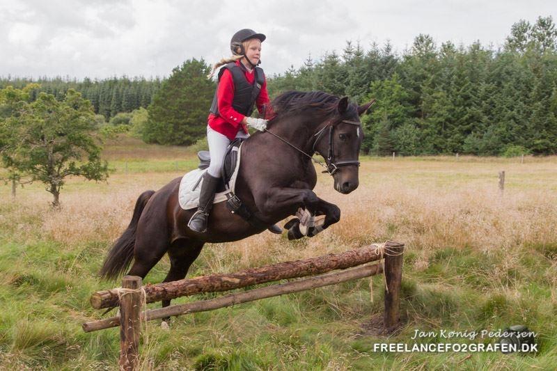 New Forest Elmholts Desiré - 14/8 2016: Første jagt billede 14