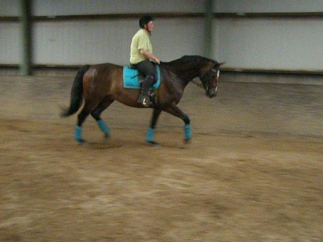 Tysk Varmblod Ramonas Saxo billede 31