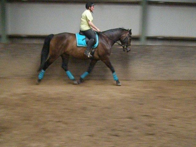 Tysk Varmblod Ramonas Saxo billede 32