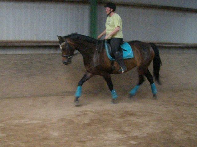 Tysk Varmblod Ramonas Saxo billede 1