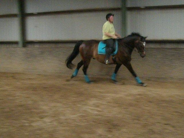 Tysk Varmblod Ramonas Saxo billede 33