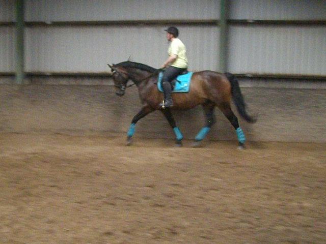 Tysk Varmblod Ramonas Saxo billede 35