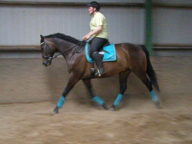 Tysk Varmblod Ramonas Saxo billede 34