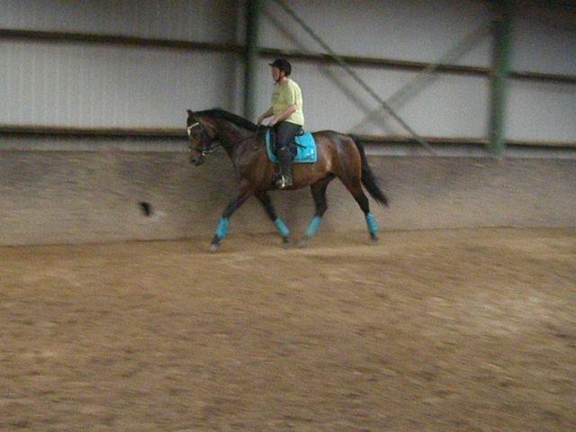 Tysk Varmblod Ramonas Saxo billede 36