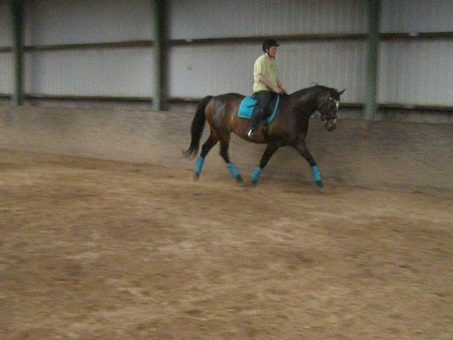 Tysk Varmblod Ramonas Saxo billede 38