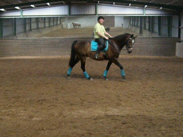 Tysk Varmblod Ramonas Saxo billede 40