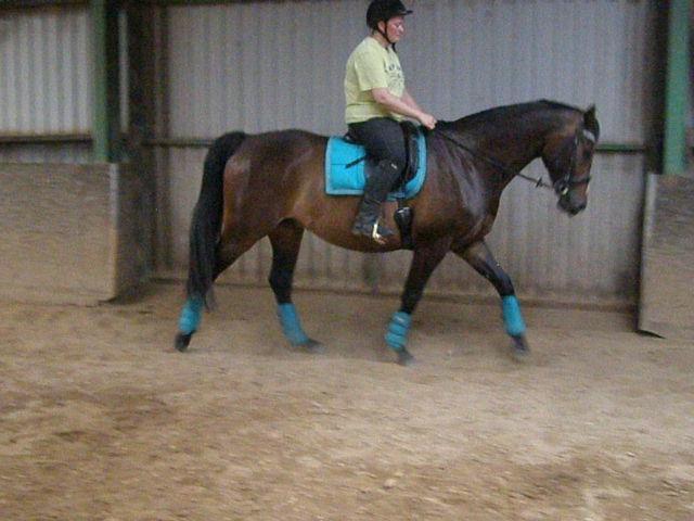 Tysk Varmblod Ramonas Saxo billede 39