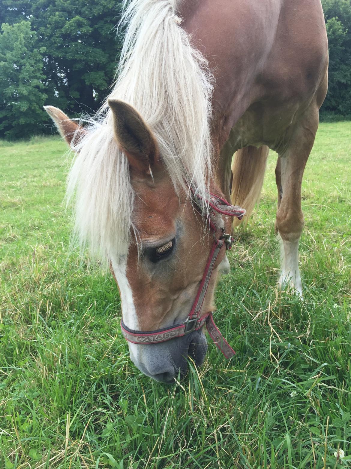 Haflinger Unda billede 8