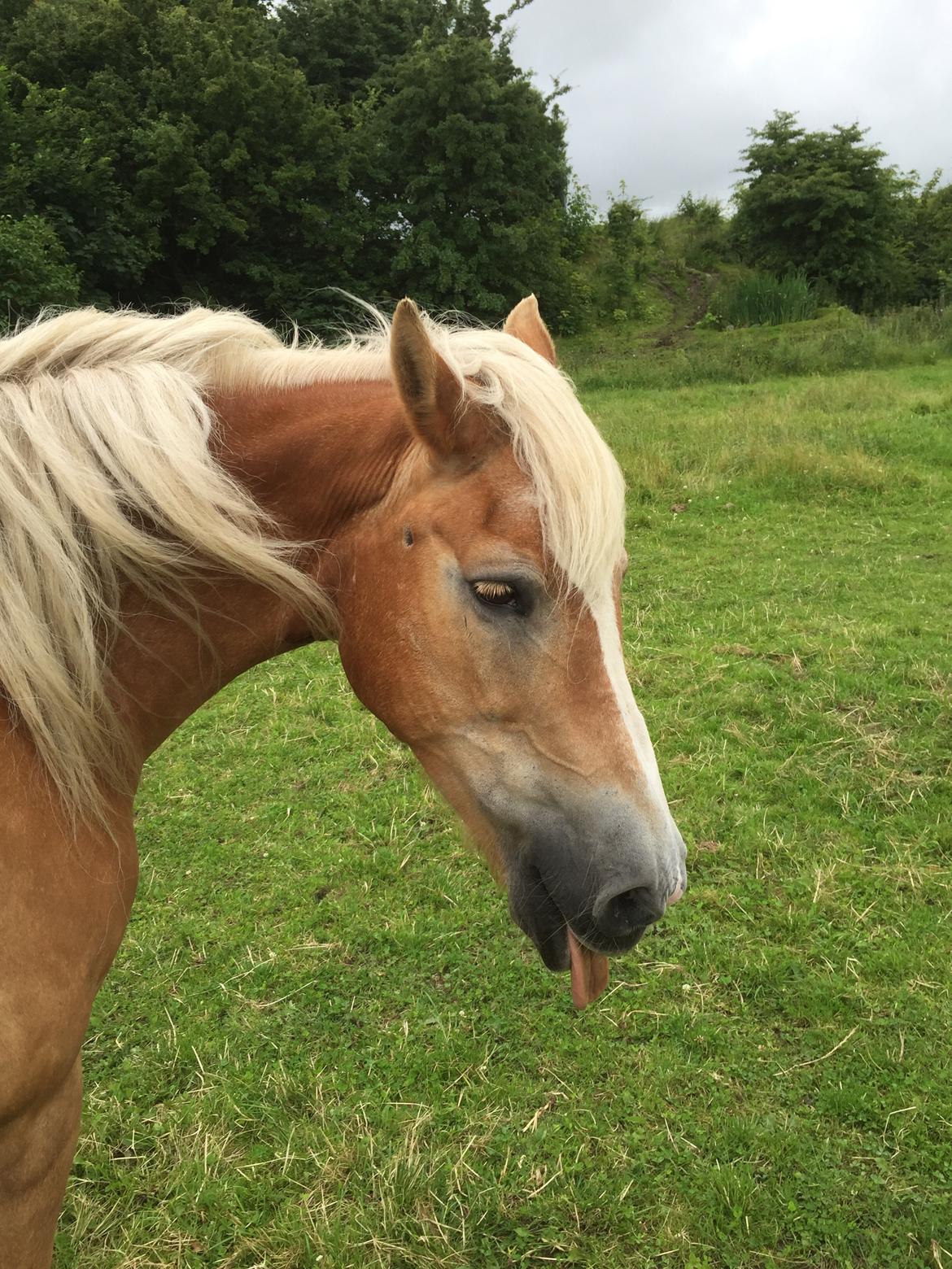 Haflinger Unda billede 2