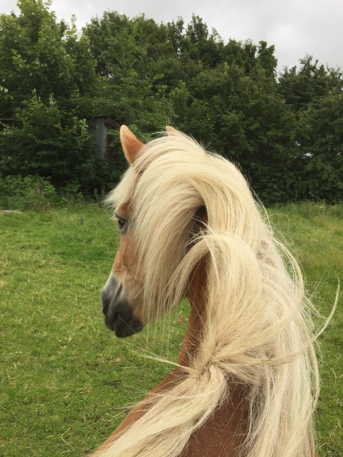 Haflinger Unda billede 1