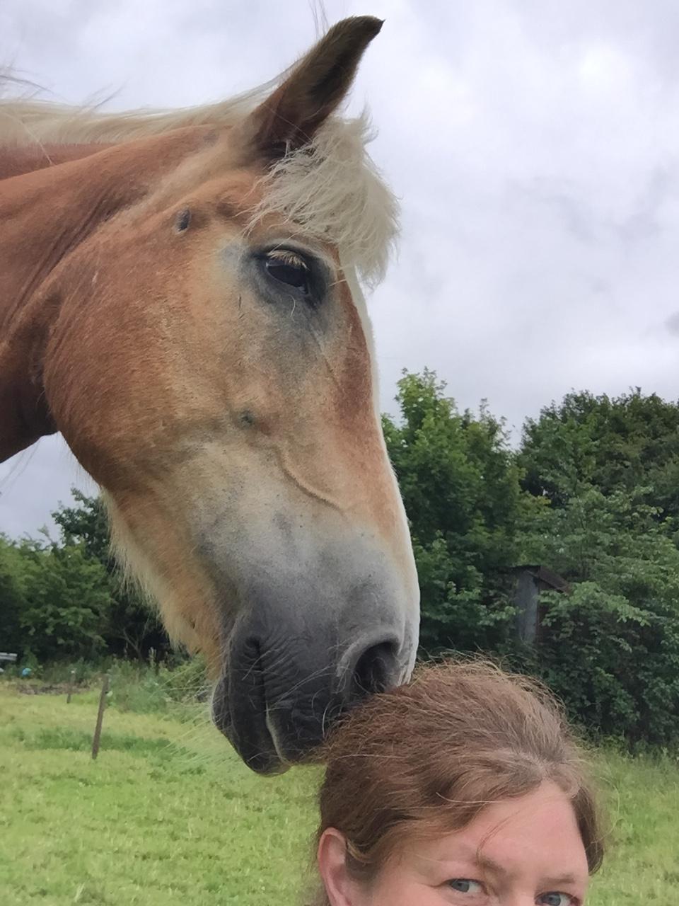 Haflinger Unda billede 4