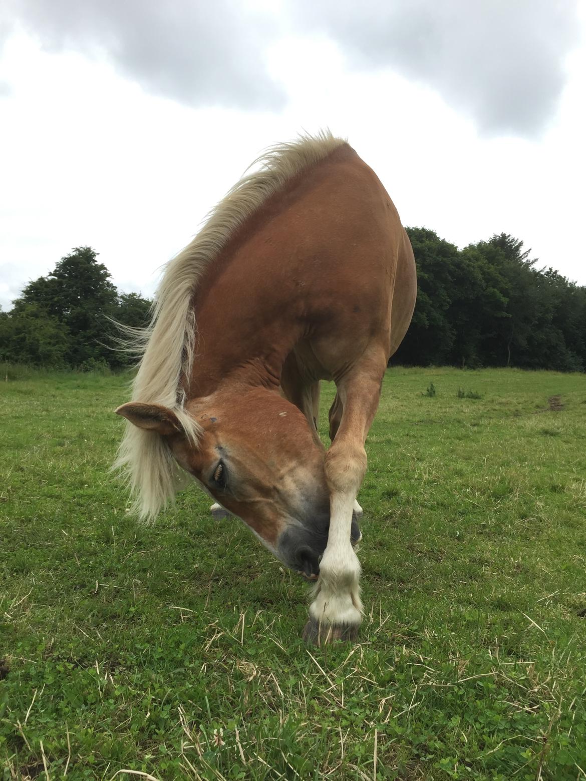 Haflinger Unda billede 5