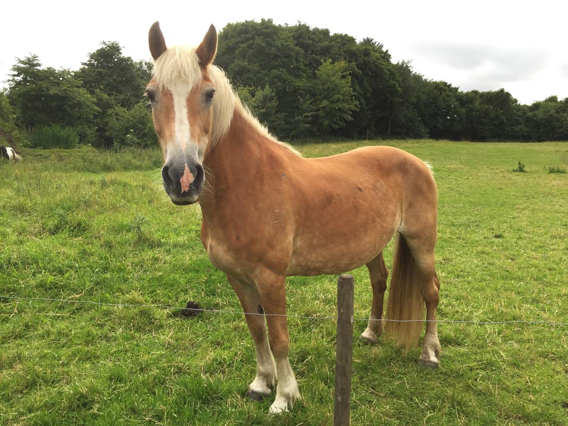 Haflinger Unda billede 12