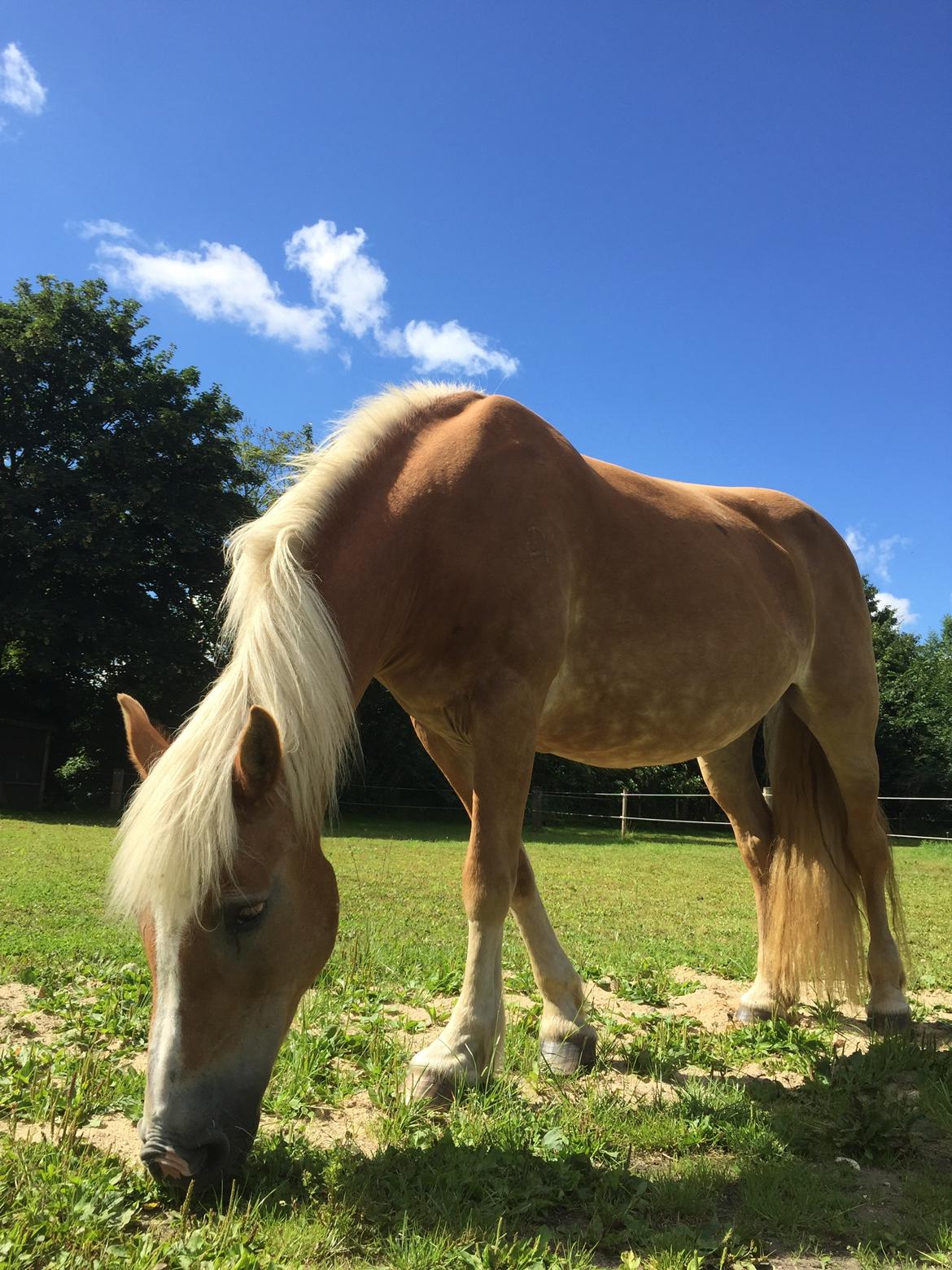 Haflinger Unda billede 3