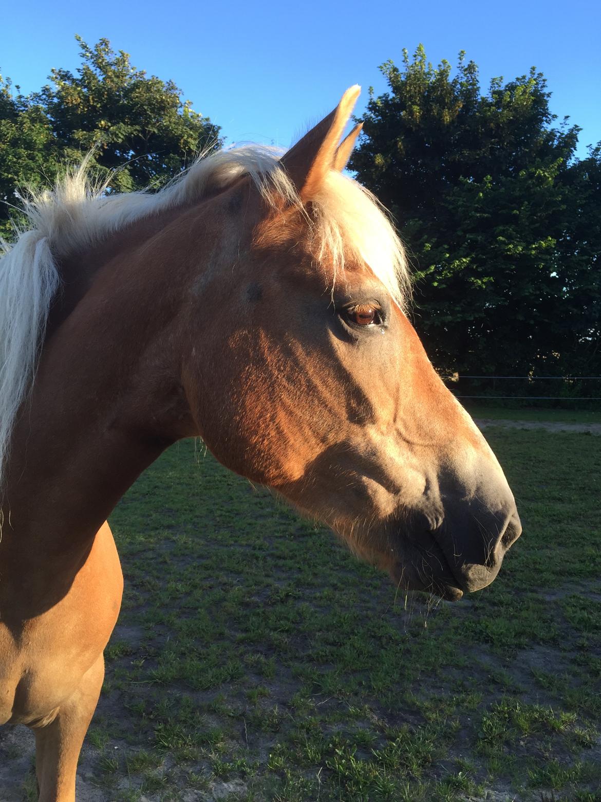 Haflinger Unda billede 7