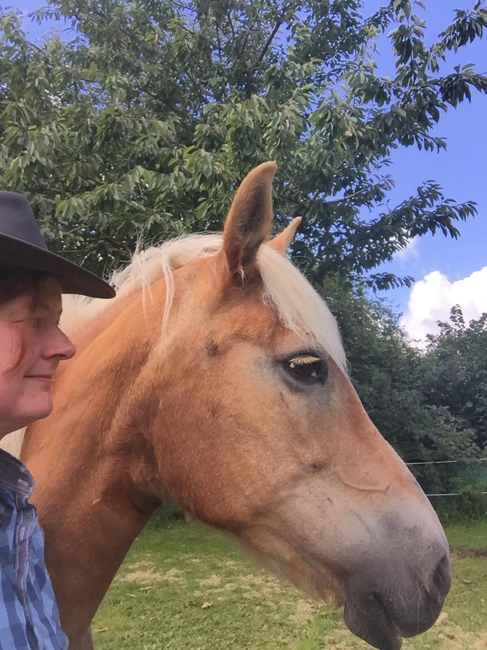 Haflinger Unda billede 9