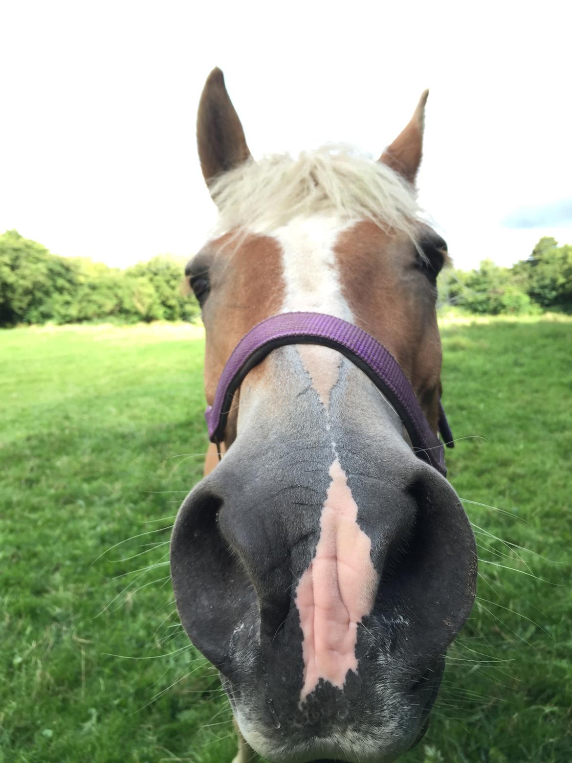 Haflinger Unda billede 10