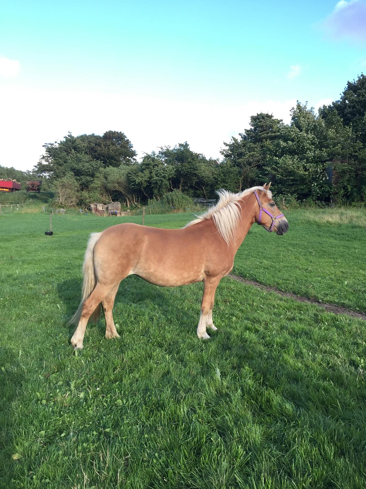 Haflinger Unda billede 6