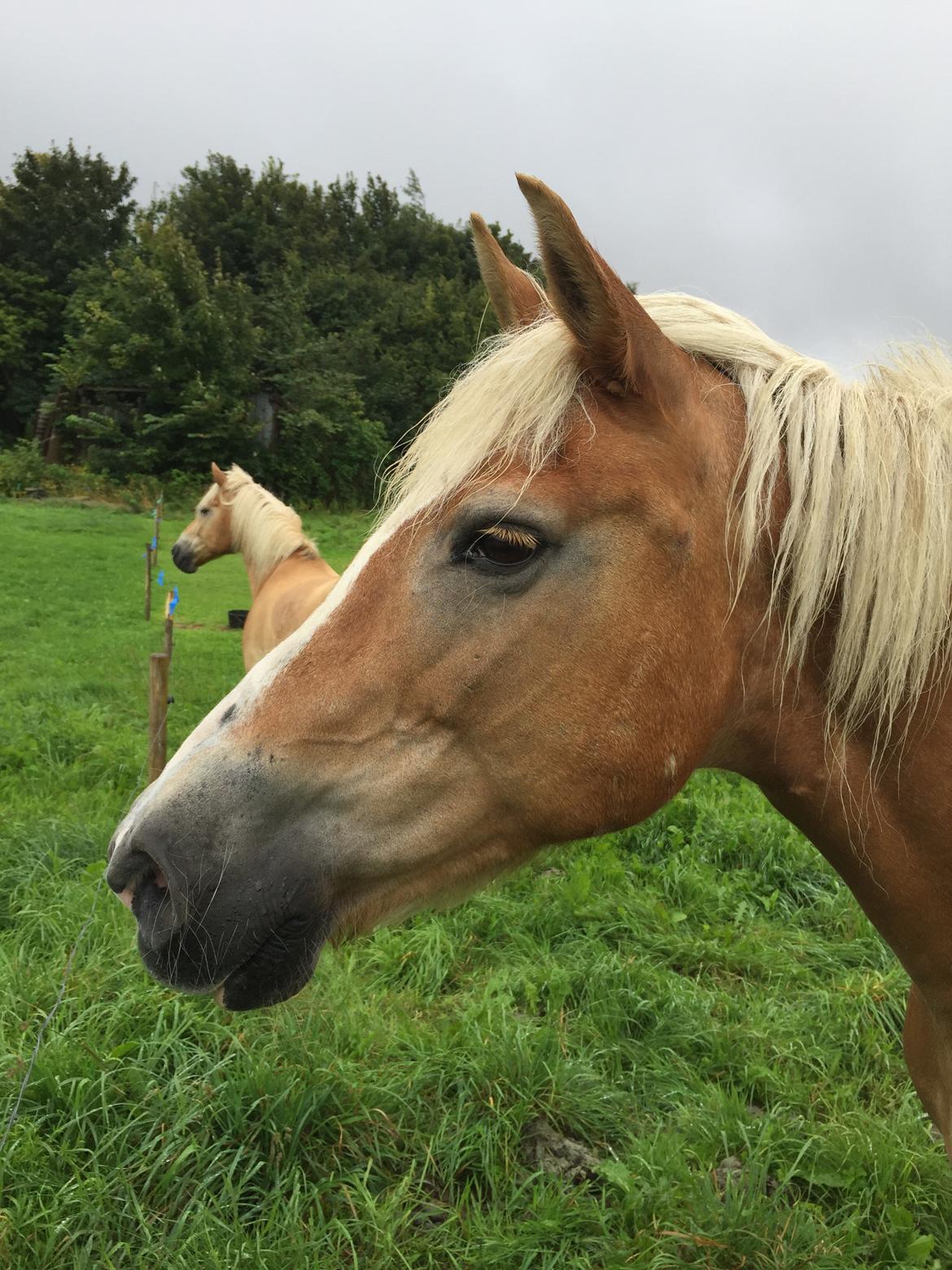 Haflinger Unda billede 11