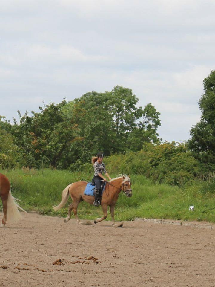 Haflinger Straus <3 hvil i fred ;( billede 7