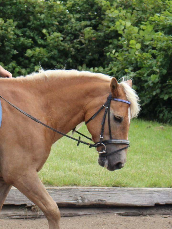 Haflinger Straus <3 hvil i fred ;( billede 9
