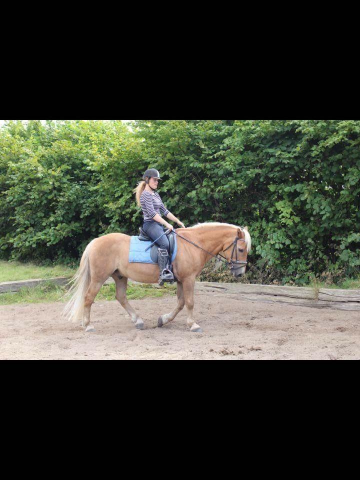 Haflinger Straus <3 hvil i fred ;( billede 10