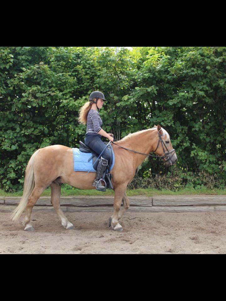 Haflinger Straus <3 hvil i fred ;( billede 11