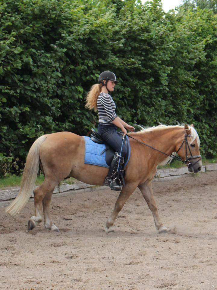 Haflinger Straus <3 hvil i fred ;( billede 12
