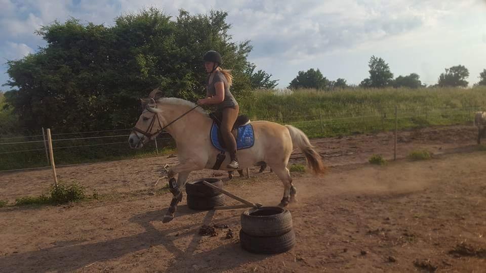 Fjordhest Bisnapgårds Sleipner [tidligere hest]  - Springning billede 17