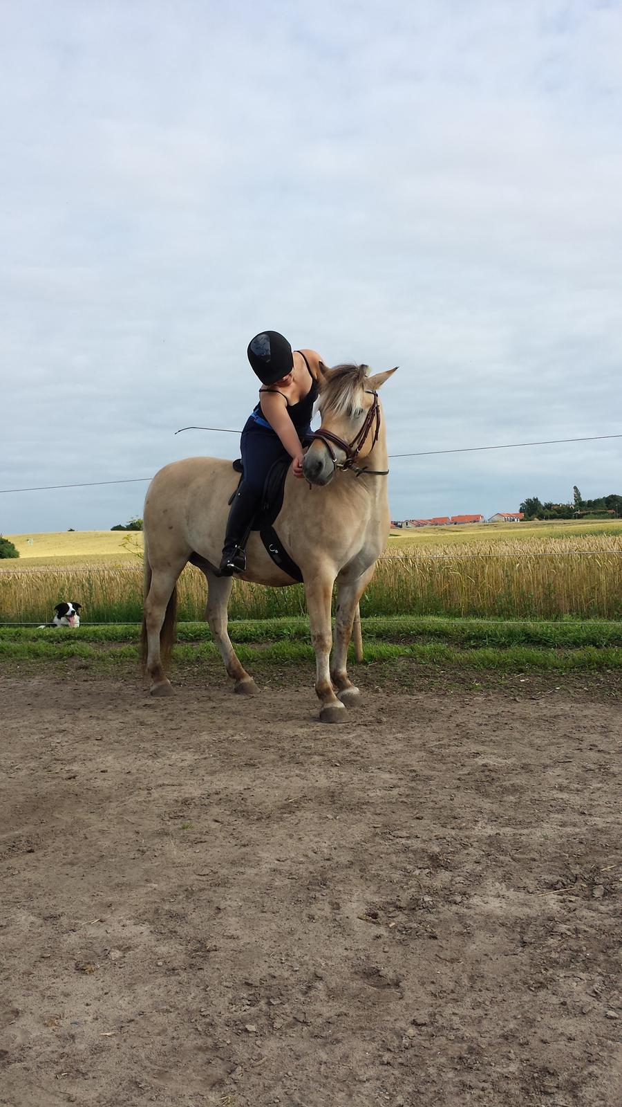 Fjordhest Bisnapgårds Sleipner [tidligere hest]  billede 11