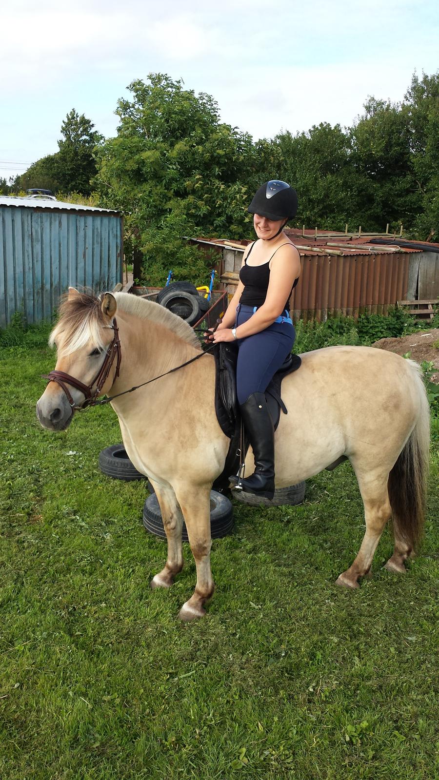 Fjordhest Bisnapgårds Sleipner [tidligere hest]  billede 12