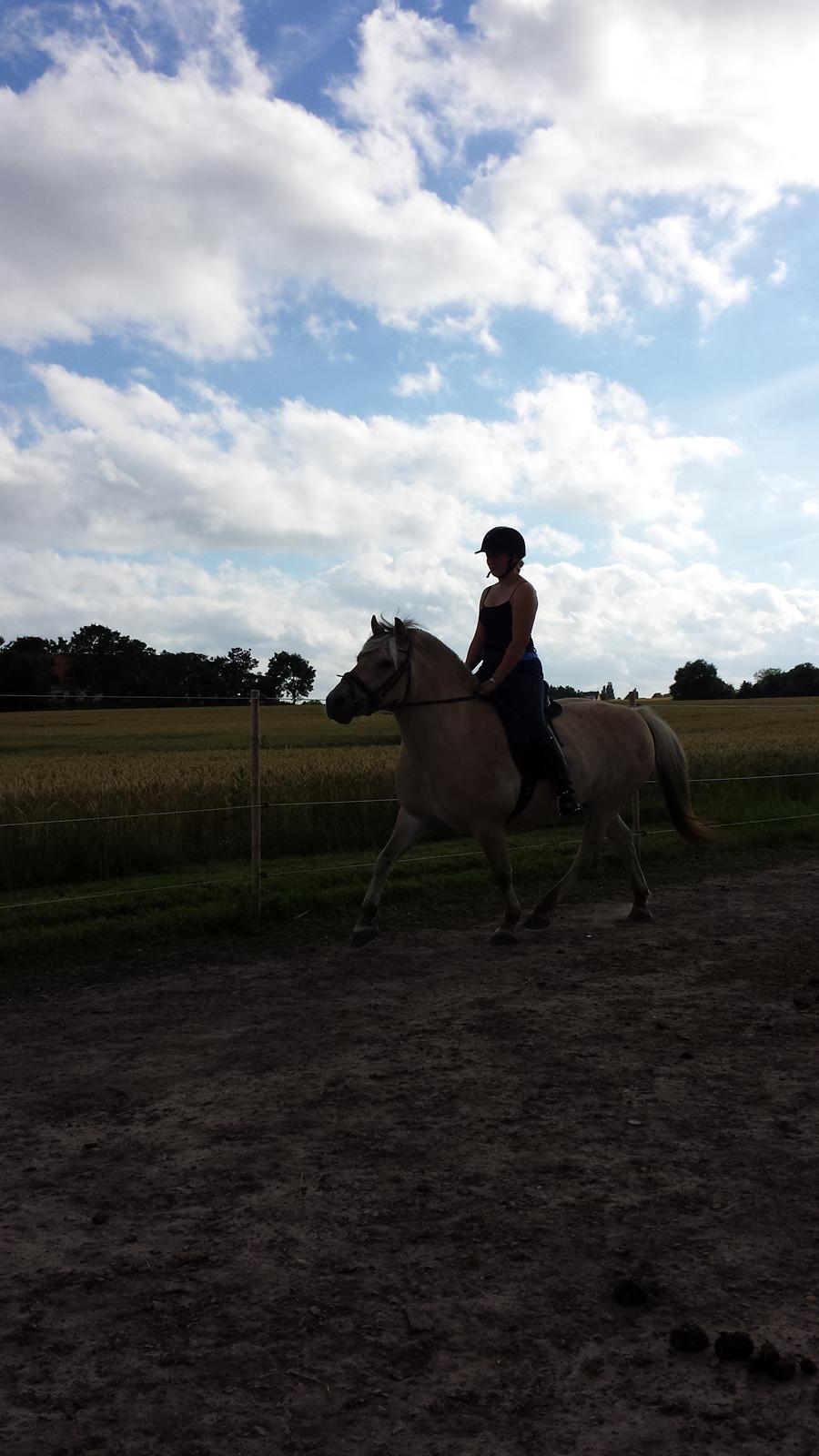 Fjordhest Bisnapgårds Sleipner [tidligere hest]  - En af de første gange vi red efter han kom hjem billede 20